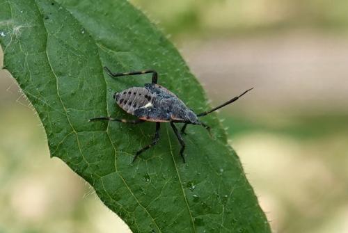 Réf. 325 467 : Deraeocoris trifasciatus